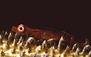 Whip coral goby by Tony Makin 